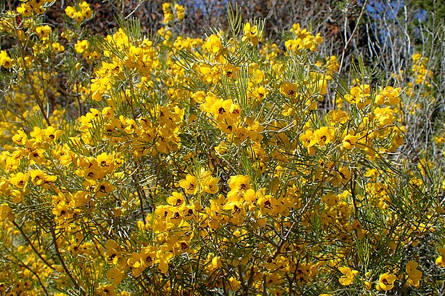 CASSIA seeds / Senna artemisioides *AUSTRALIAN NATIVE*