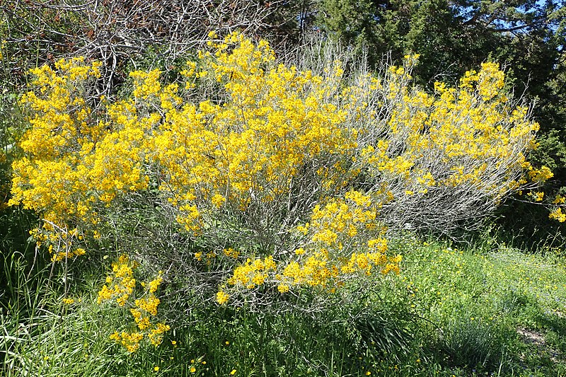 CASSIA seeds / Senna artemisioides *AUSTRALIAN NATIVE*