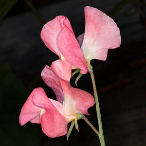 SWEET PEA 'Salmon Cream' seeds