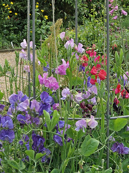 SWEET PEA 'Bijou Mix' / DWARF seeds *Scented*