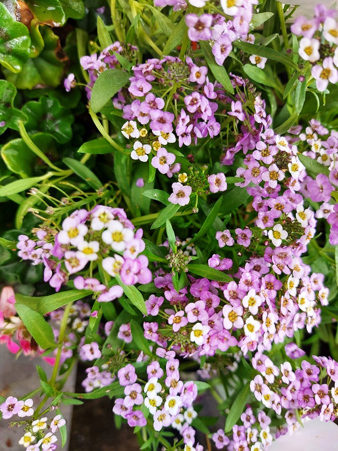 ALYSSUM 'Magic Circles Mix' seeds