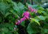 PINK CORAL VINE Antigonon leptopus  *Climbing* seeds