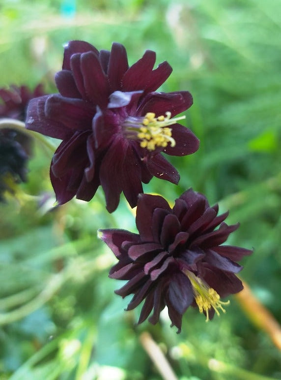 AQUILEGIA 'Black Barlow' / Columbine / Grannys Bonnet seeds