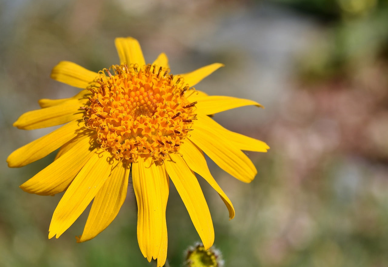 ARNICA Montana / Wolfs bane seeds