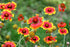 GAILLARDIA / Blanket Flower 'Single Mix' seeds