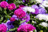 ASTER 'Colour Carpet Mix' DWARF seeds