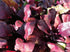 BEETROOT 'Toro Rosso' BABY SALAD LEAF seeds