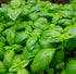 BASIL 'Sweet Genovese' seeds