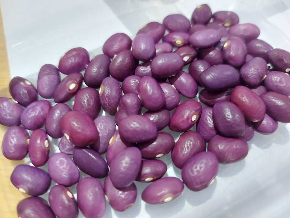 BEAN DWARF 'Amythest' seeds