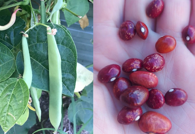 BEAN SEMI CLIMBING 'Anto Nearly Round'