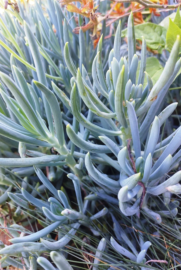 BLUE CHALK STICKS Senecio serpens SUCCULENT *Plant*