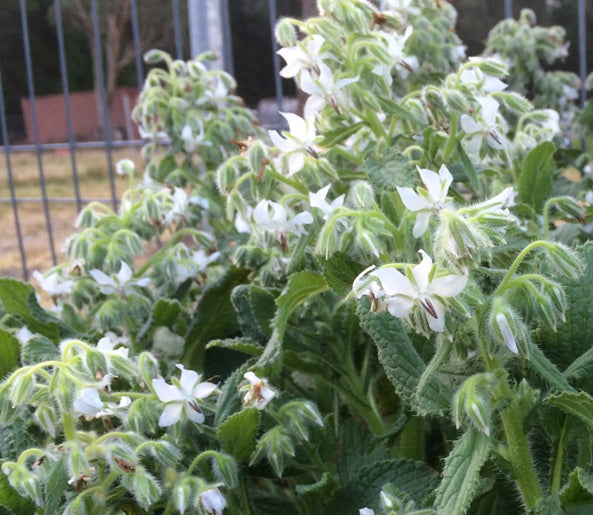 BORAGE - White Flowered seeds