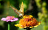 ZINNIA 'Scabiosa Flowered Mix' seeds