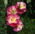 CALIFORNIAN POPPY 'Frilled Rose' seeds