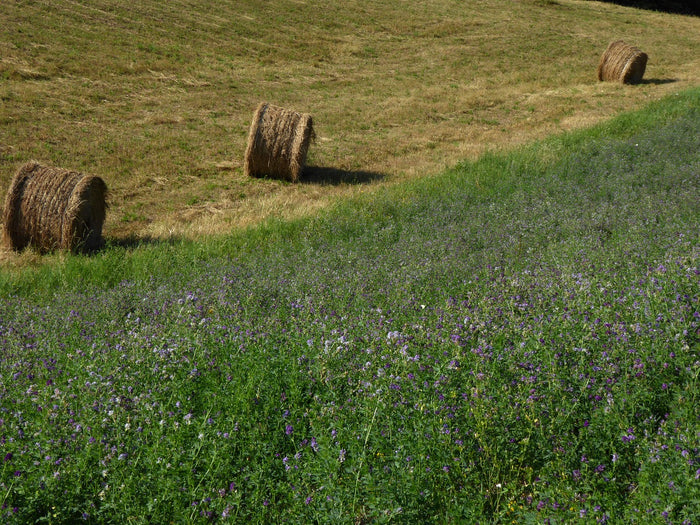 LUCERNE / ALFALFA seeds - green manure legume pasture grass