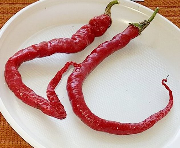 CAPSICUM 'Corbaci' / Sweet Pepper seeds