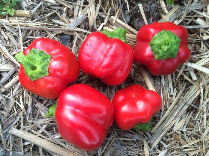 CAPSICUM 'Mini Bell Red' seeds