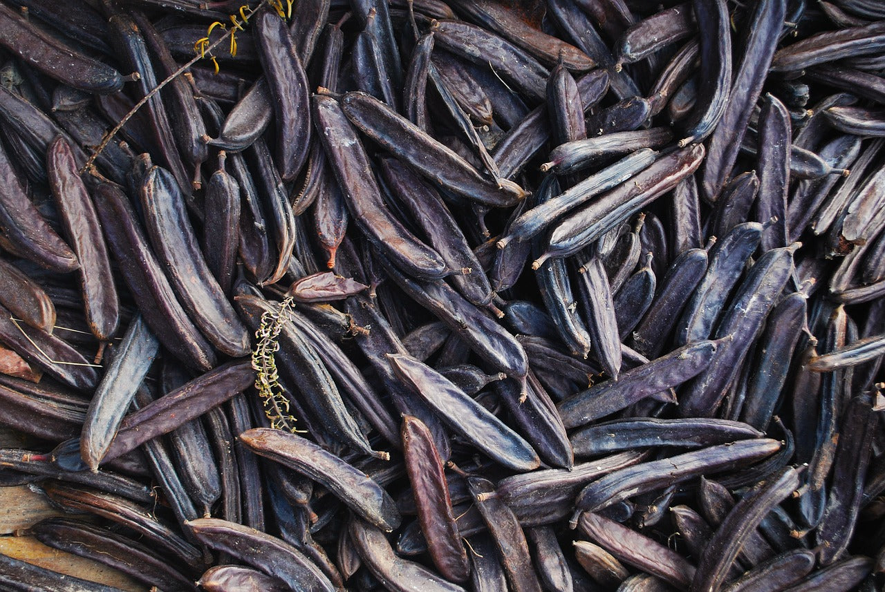 CAROB TREE seeds