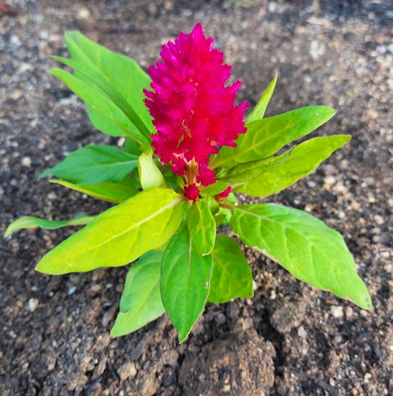 COCKSCOMB / CELOSIA DWARF 'Lilliput Scarlet Feather' seeds