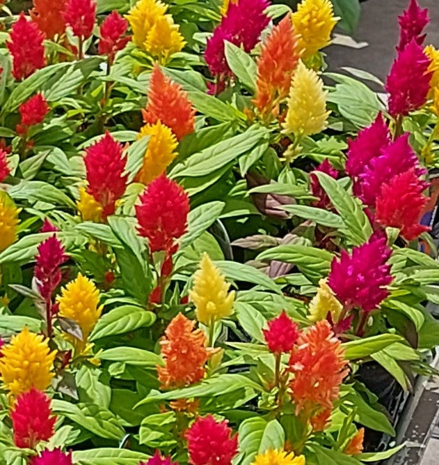 COCKSCOMB / CELOSIA 'Kewpie Dwarf Mix' seeds