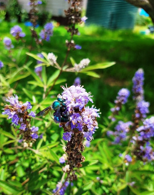 CHASTEBERRY TREE / Monk's Pepper  - Vitex agnus-castus SEEDS