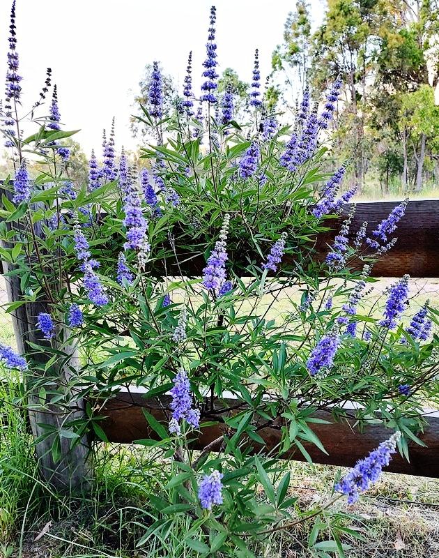 CHASTEBERRY TREE / Monk's Pepper  - Vitex agnus-castus SEEDS