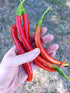 CHILLI 'Joe's Long Cayenne' seeds