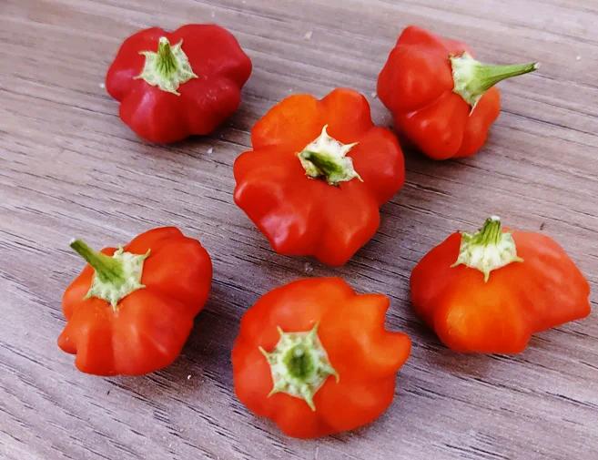 CHILLI 'Brazillian Star-fish' seeds