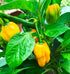 CHILLI 'Trinidad 7 Pod Yellow' seeds