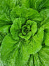 CHINESE CABBAGE  / WONG BOK / WOMBOK 'Michihilli' seeds