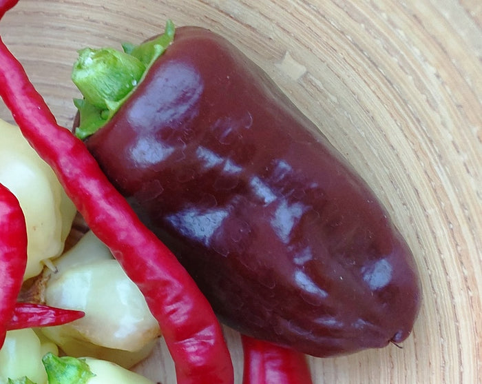 CAPSICUM 'Chocolate' seeds