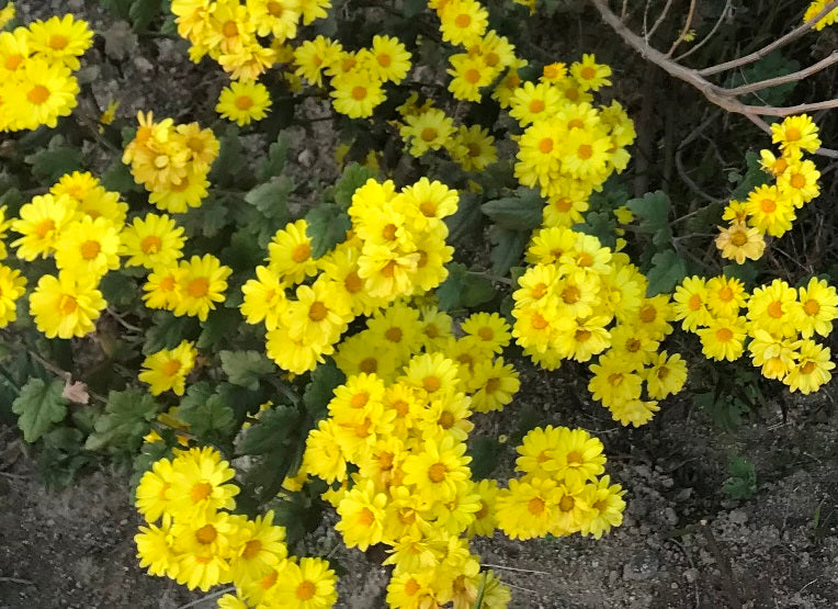 CHRYSANTHEMUM DAISY DWARF 'Golden Yellow' seeds