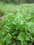 MINERS LETTUCE  Claytonia perfoliata seeds