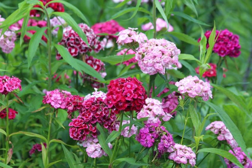 Sweet William / Dianthus 'Herald Of Spring' seeds