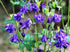 AQUILEGIA 'Double Flowered Mix' / Columbine / Grannys Bonnet seeds