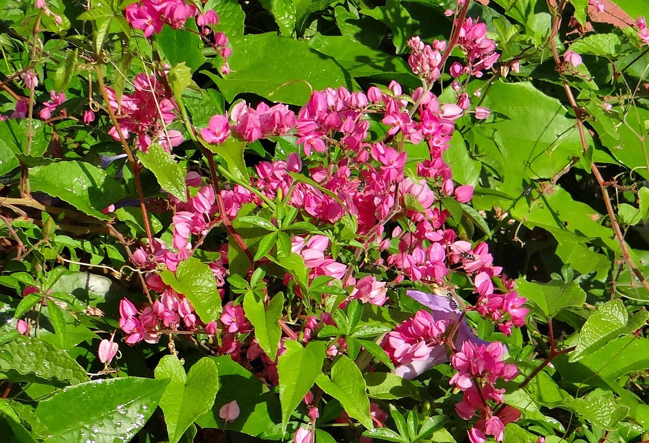 PINK CORAL VINE Antigonon leptopus  *Climbing* seeds