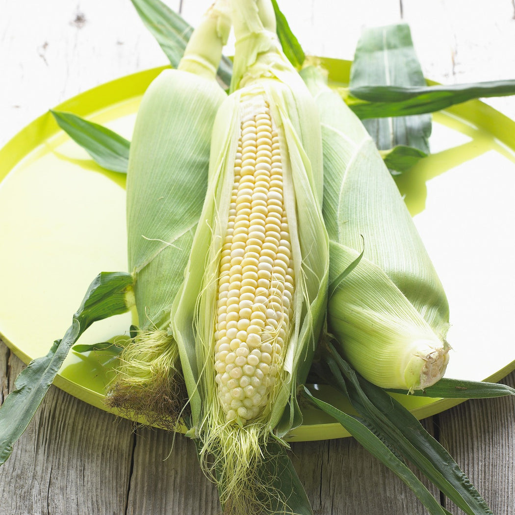 Corn Boondie Seeds