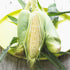 SWEET CORN 'Bicolour' seeds