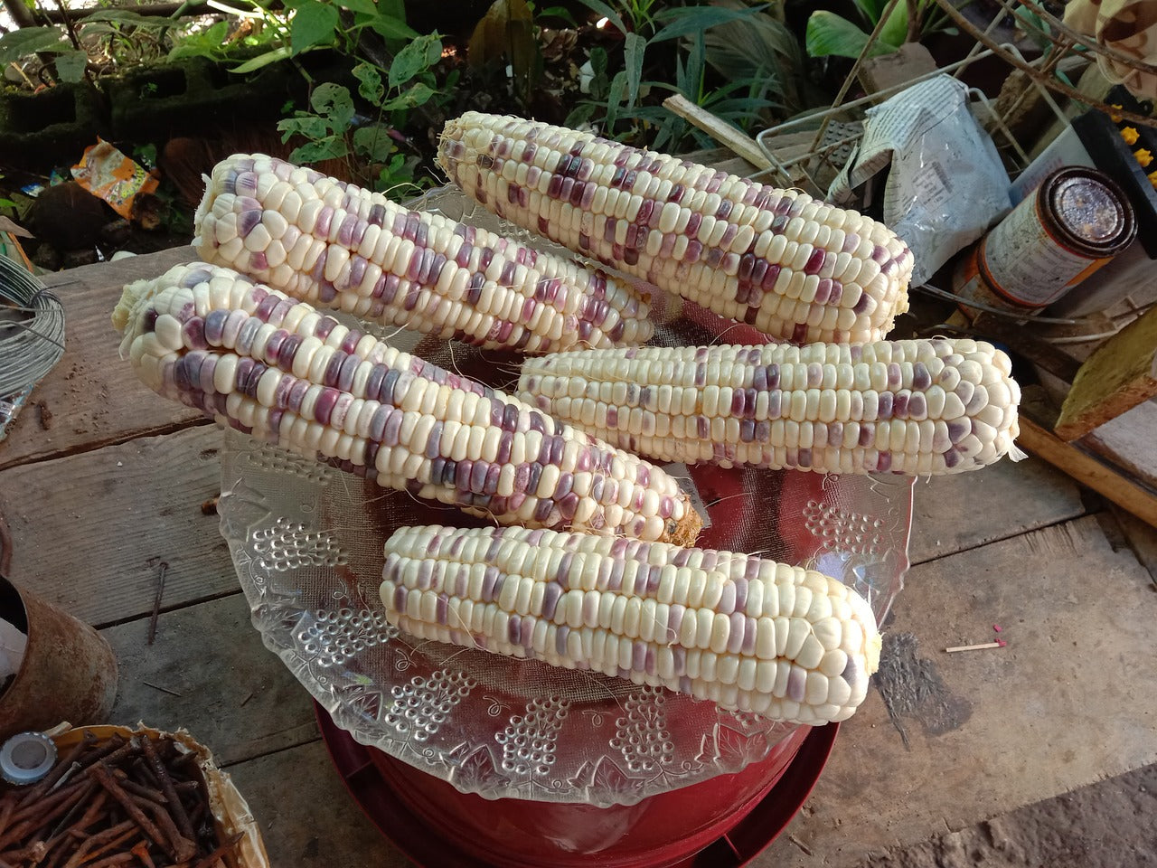 SWEET CORN 'Anasazi' seeds