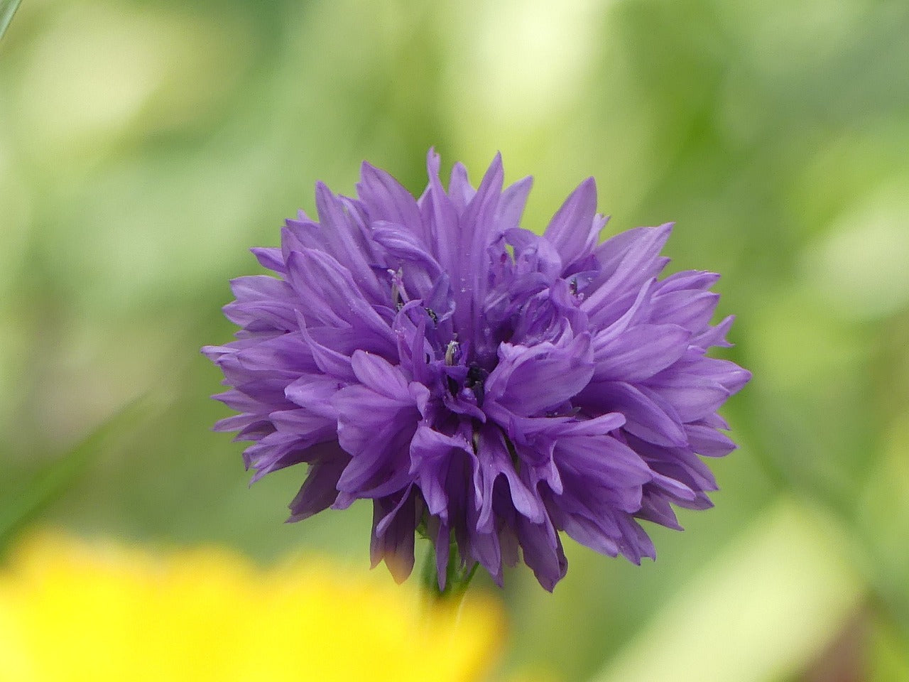 CORNFLOWER 'Mauve Ball' seeds