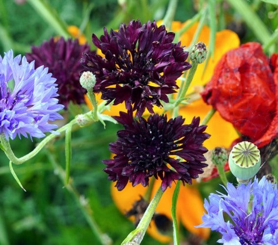 CORNFLOWER 'Black Ball' seeds