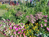 COTTAGE GARDEN SEED MIX - BULK / WILDFLOWER / MEADOW