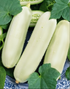 CUCUMBER 'Long White' seeds