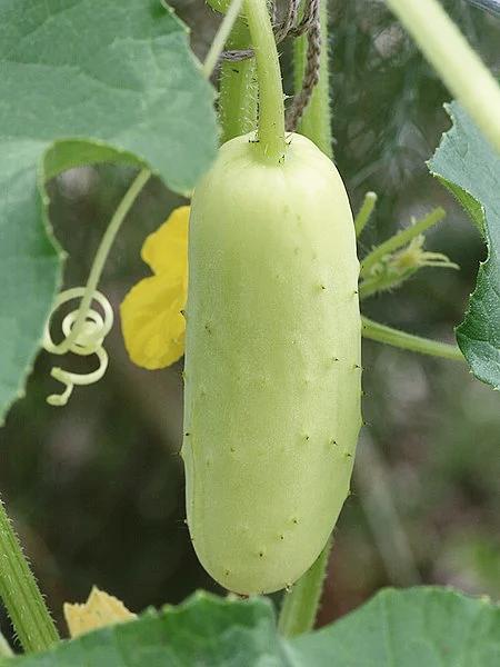 CUCUMBER 'White Spine' seeds