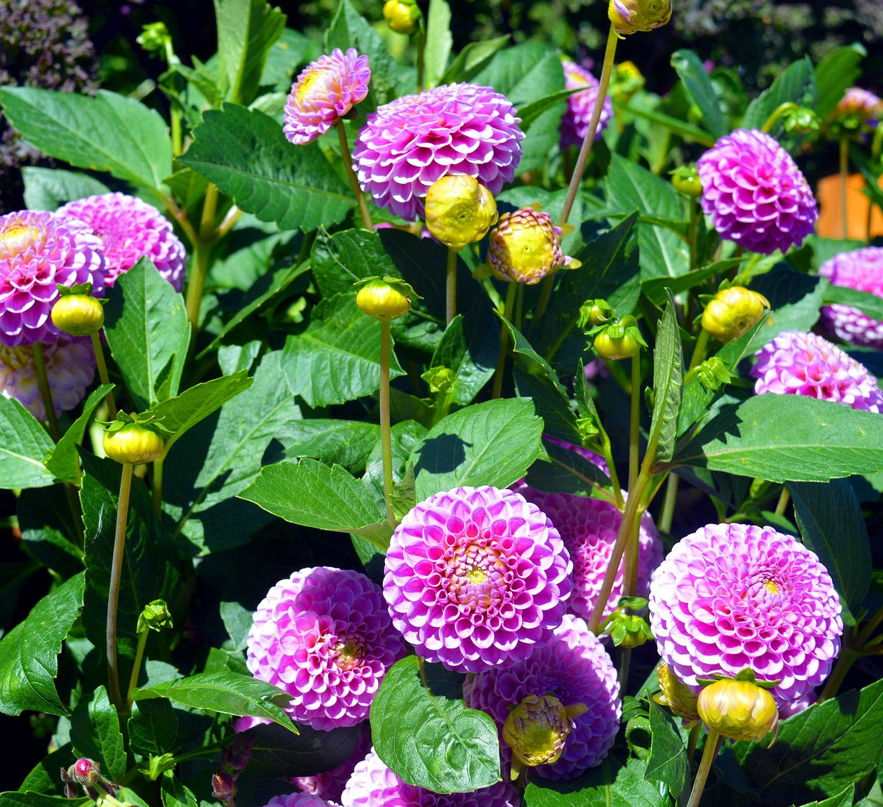 DAHLIA 'Pompon Mix' seeds