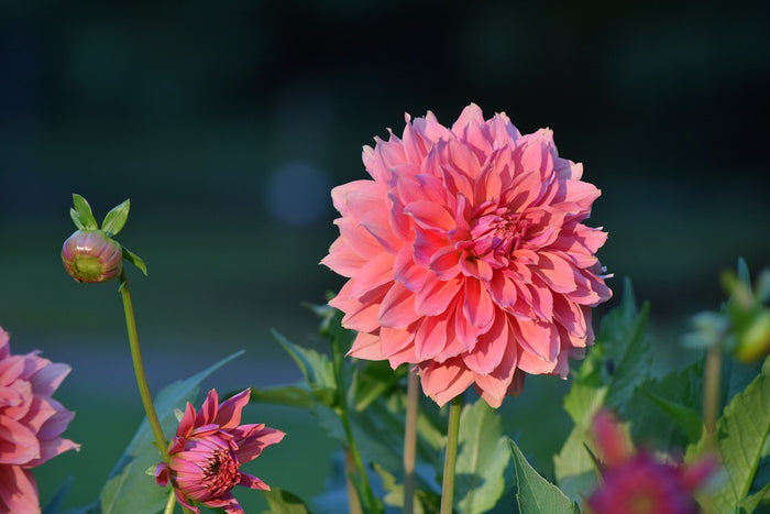 Dahlia 'Showpiece Double Mix' seeds