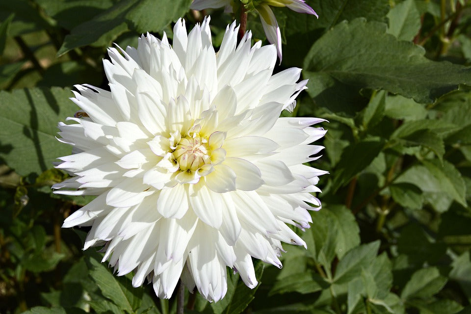 Dahlia 'Decorative Giants Mixed' seeds