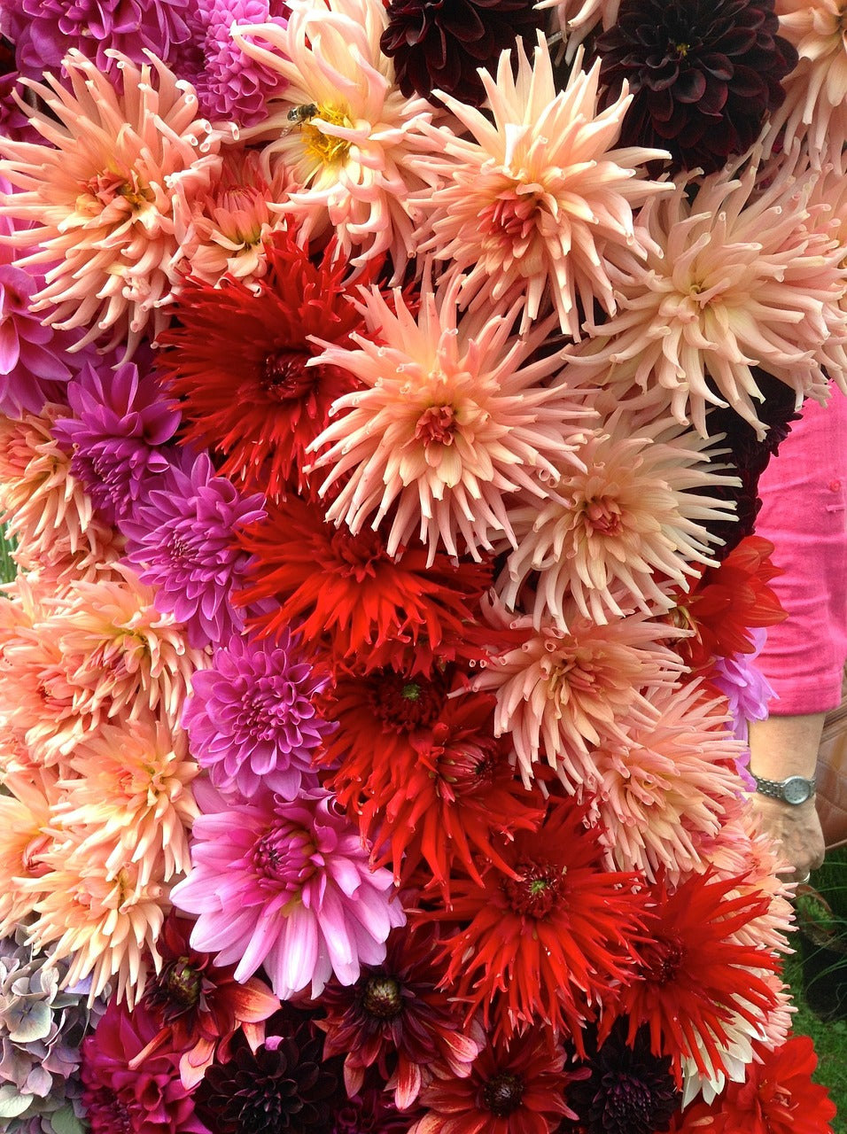 DAHLIA 'Cactus Flowered Mix' seeds