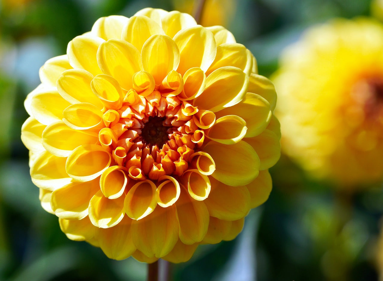 DAHLIA 'Pompon Mix' seeds