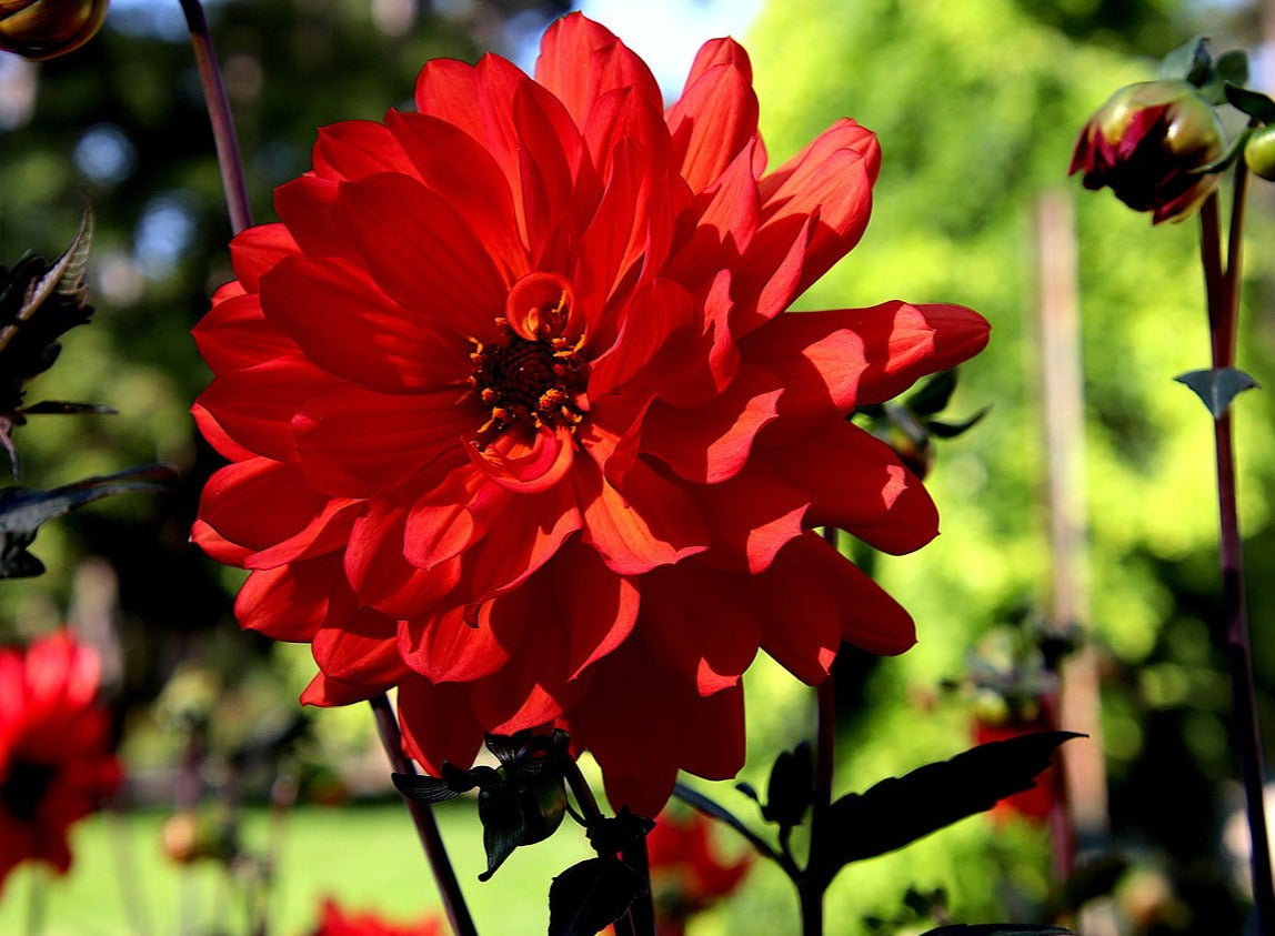 Dahlia 'Decorative Giants Mixed' seeds